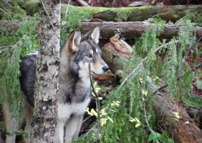 Wolfdog Lily - Blue Mountain Wolves